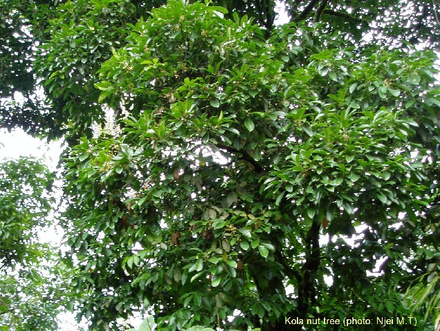 Kola nut tree (Photo:Njei M.T)